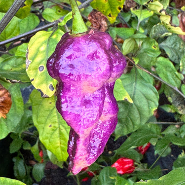 Jay's Pink Purple Ghost Scorpion - Seeds - The Pepper Pantry (Formerly Marie Sharp's)